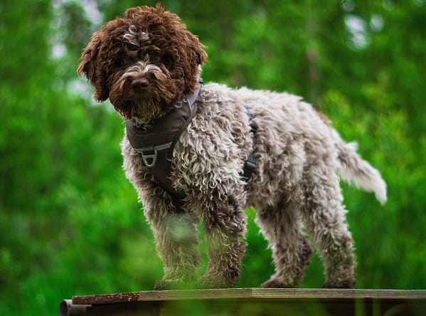 pehmendustega-traksid-roosa-1-14.jpg Pehmendustega traksid ( pruunid )