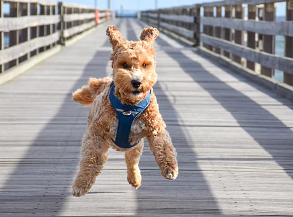 pehmendustega-traksid-roosa-1-8.jpg Pehmendustega traksid ( sinised )