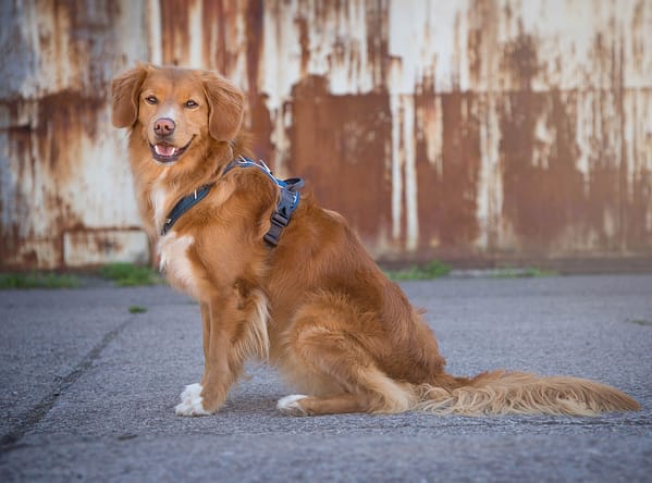 pehmendustega-traksid-roosa-1-9.jpg Pehmendustega traksid ( sinised )