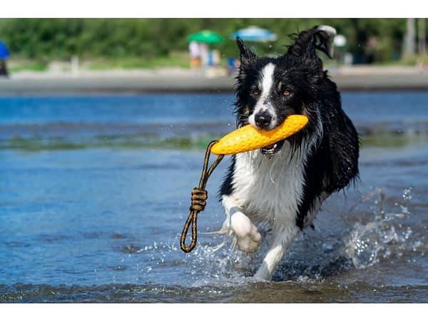 Kiwi Walker Let’s Play! Zeppelin1 Kiwi Walker Let’s Play! Zeppelin Maxi