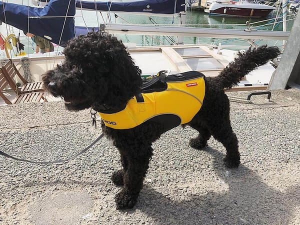 kollane1 Ezydog päästevest DFD X2 Boost - suurus S, kollane ( uus mudel)