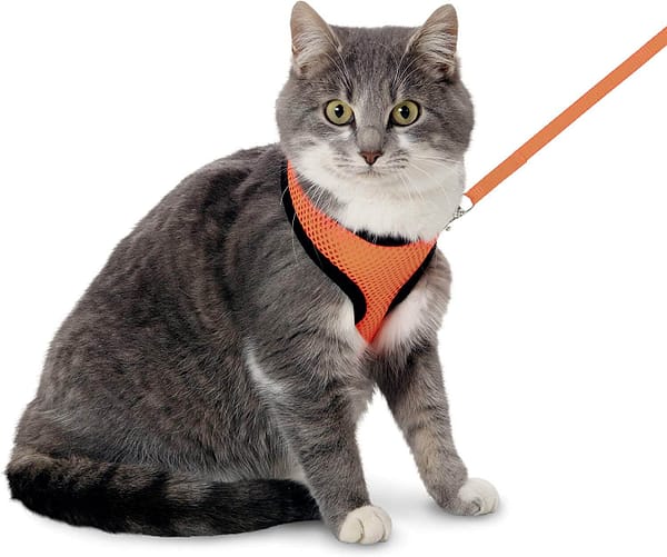 Flamingo oranžid kassi vesttraksid jalutusrihmaga  M-suurus