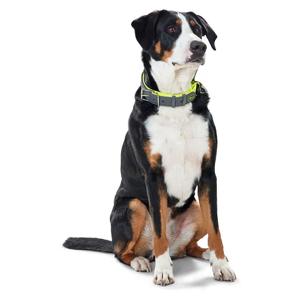 biotaanist-tugevdusega-oranz-kaelarihm-2.jpg Biotaanist tugevdusega kollane kaelarihm