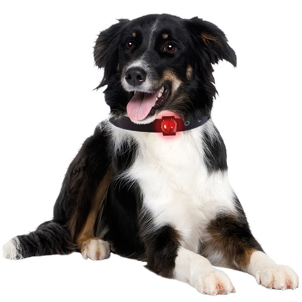 orbiloc-ohutuslamp-koera-rihmale.jpg Orbiloc punane LED ohutuslamp koera rihmale