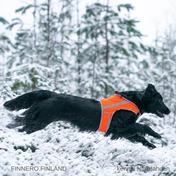 vest3 Oranž helkurvest koertele