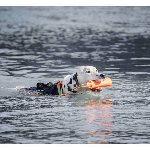 julius-k-9-dummykujuline-ujumismaenguasi-koertele (3) Julius K-9® ujuv dummy