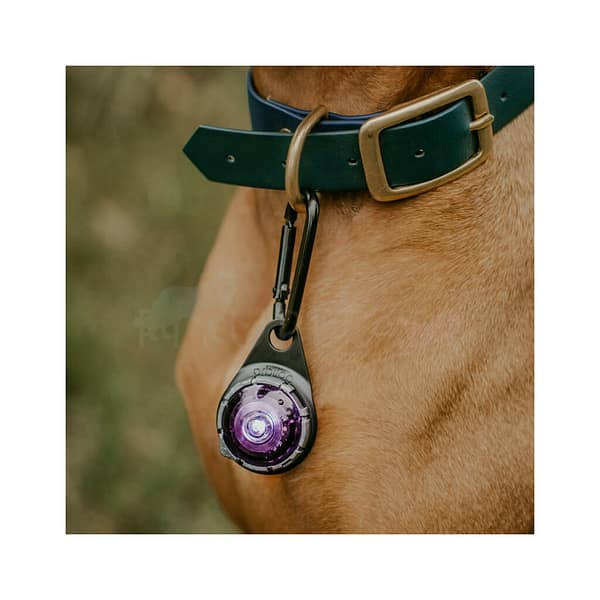 lilla3 Orbiloc lilla LED ohutuslamp koera rihmale