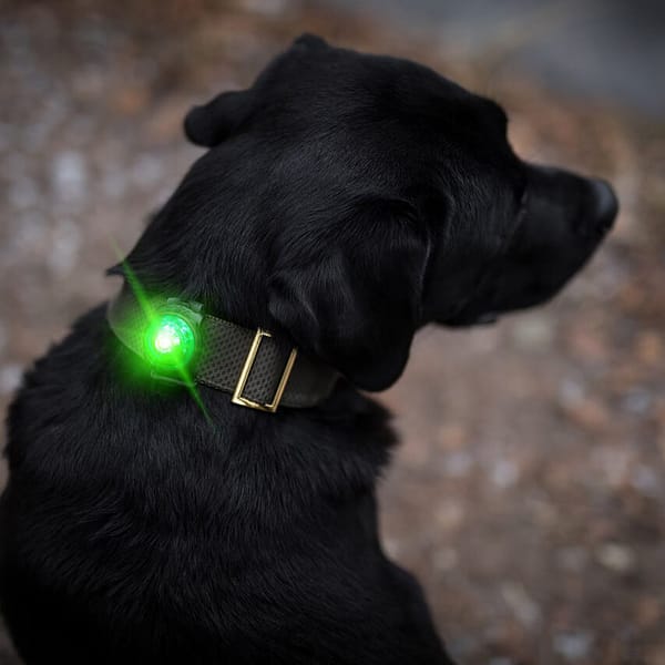 roheline1 Orbiloc roheline LED ohutuslamp koera rihmale