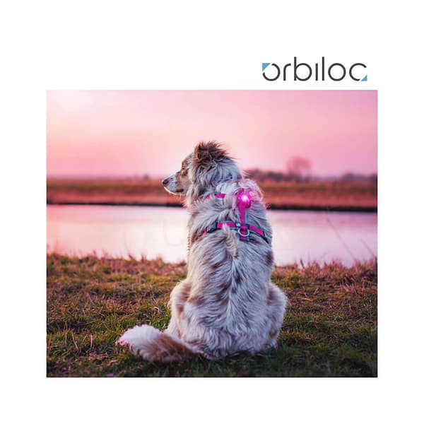 roosa2 Orbiloc roosa LED ohutuslamp koera rihmale