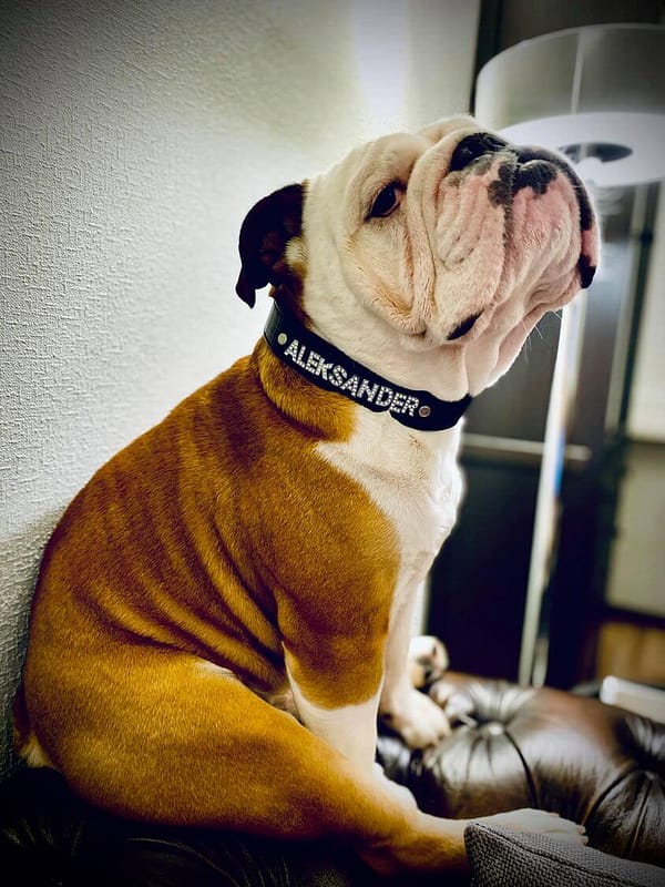 sass Must dekoratiivkaelarihm Teie koera nimega